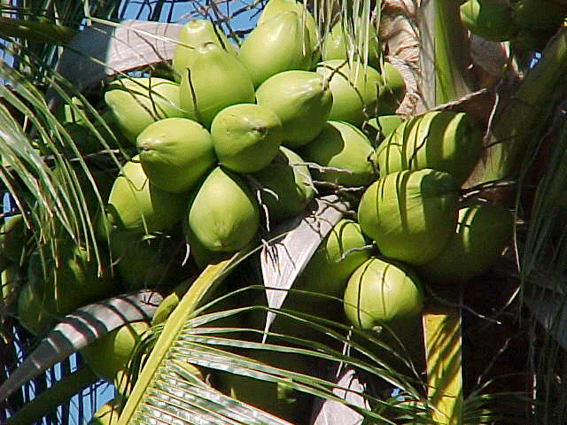 Here are the endless list of things that a coconut tree gives us coconut benefits coconut tree products world coconut day coconut for health coconut food benefits